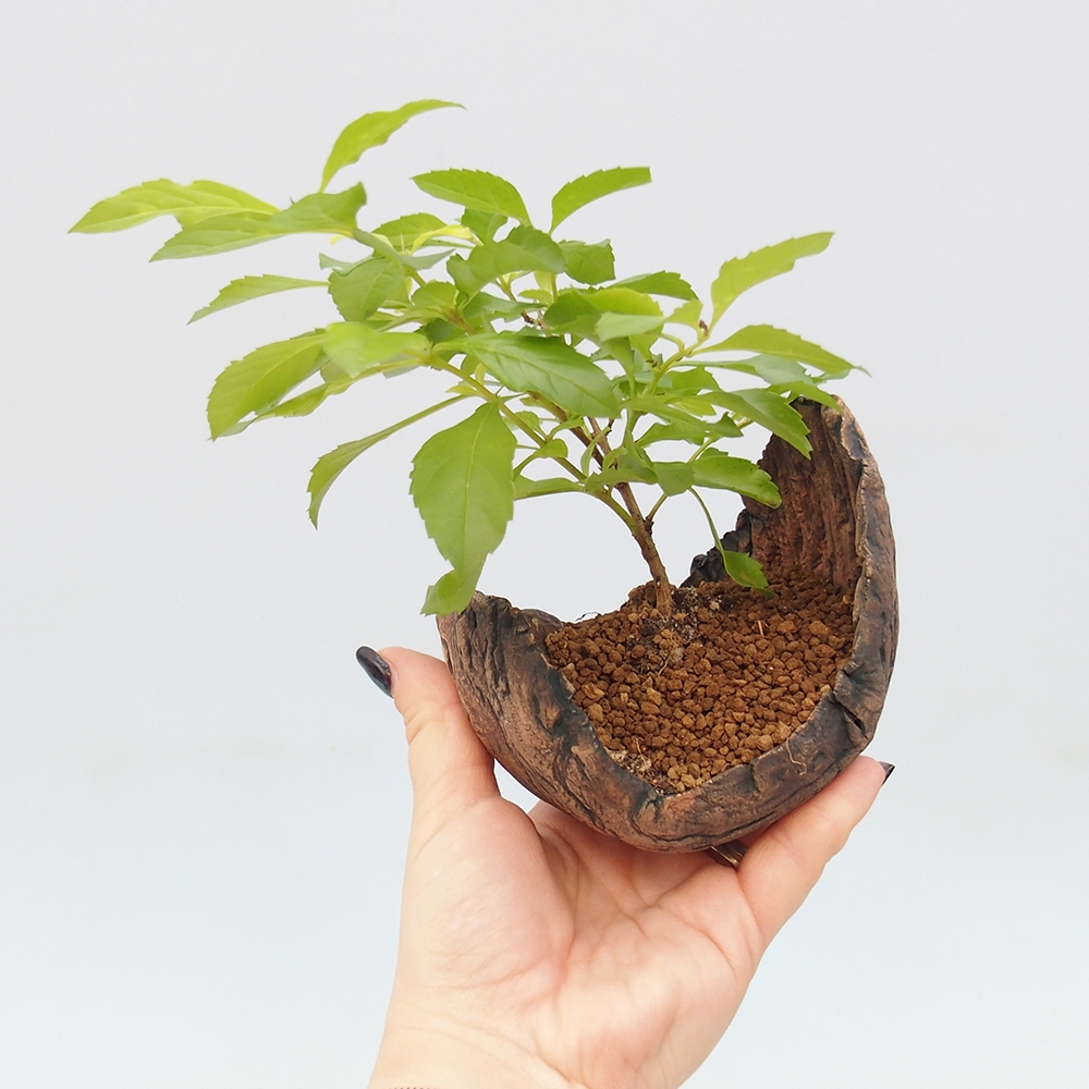 Szobai bonsai - Duranta erecta Aurea