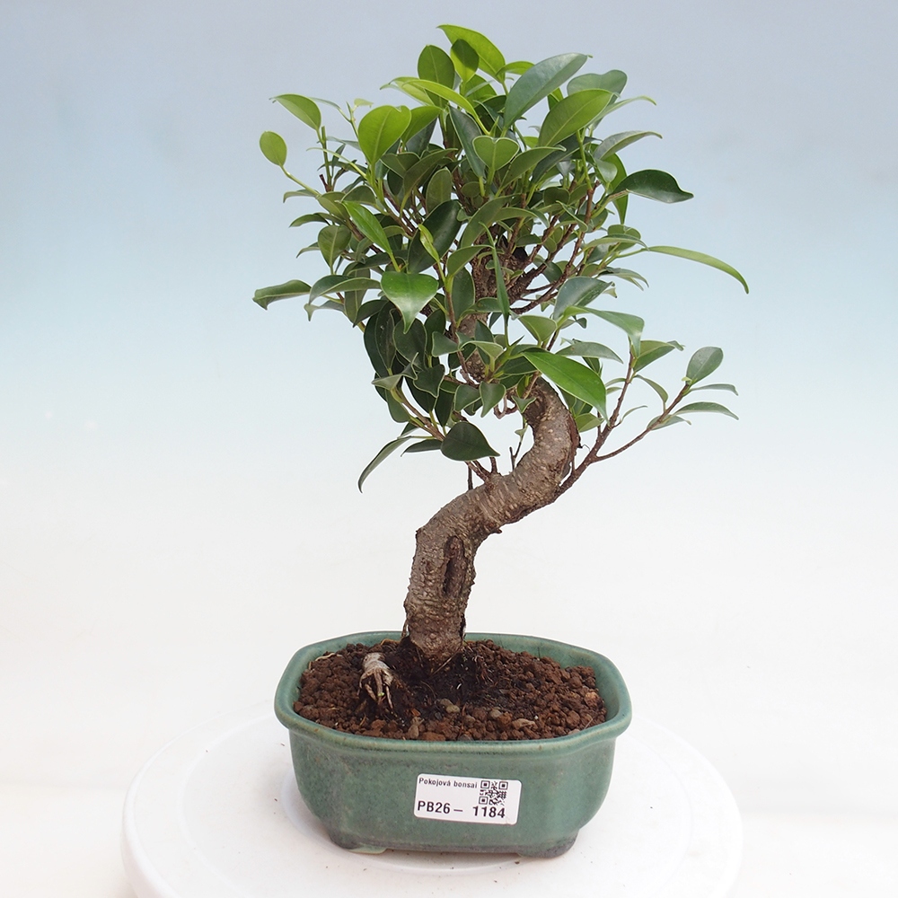 Szobai bonsai - Ficus retusa - kislevelű fikusz