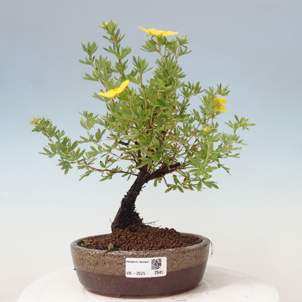 Kültéri bonsai - Potentila fruticosa sárga Bird