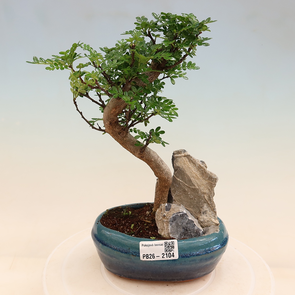 Szobai bonsai - Zantoxylum piperitum - borsfa