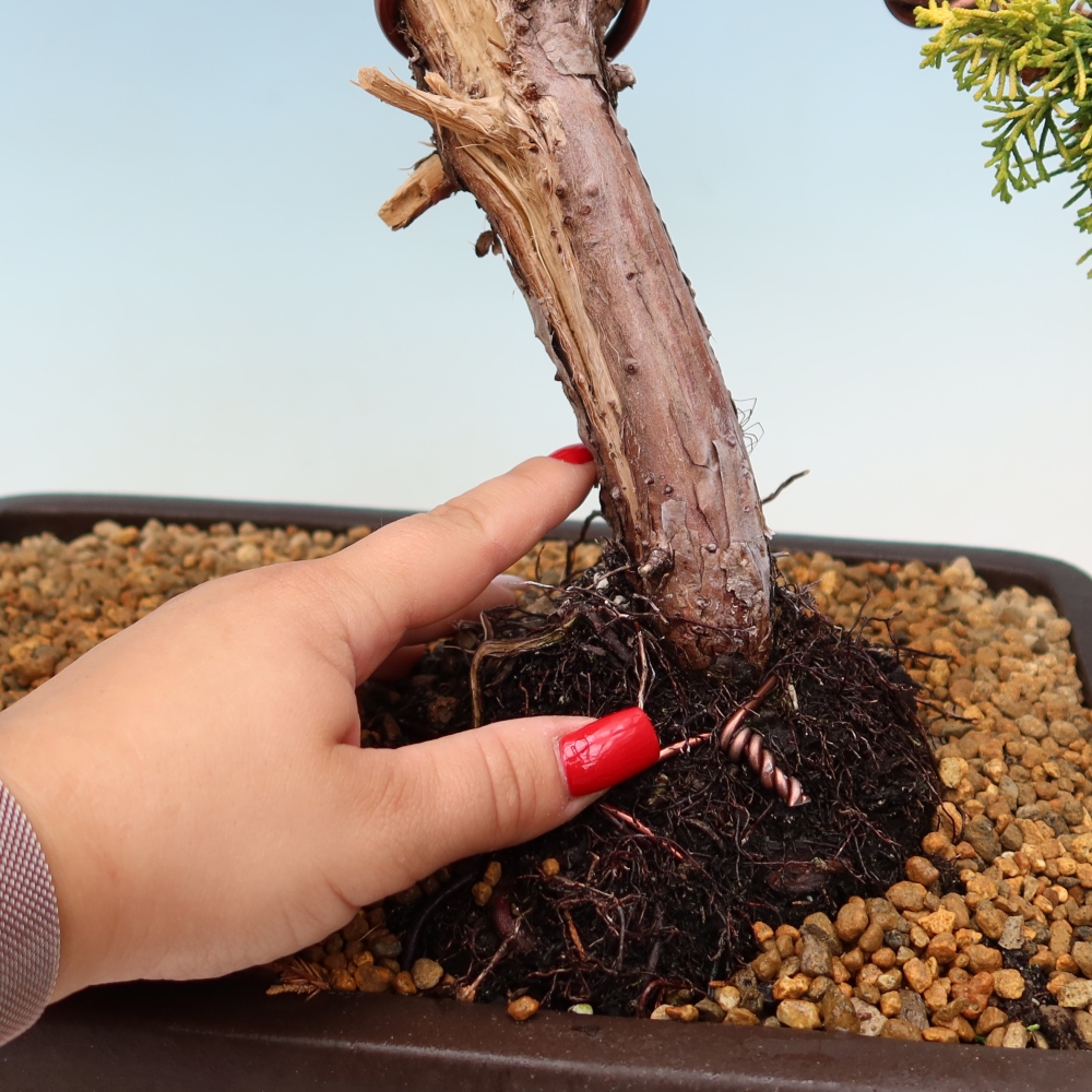Kültéri bonsai – Juniperus chinensis  aurea – arany kínai boróka