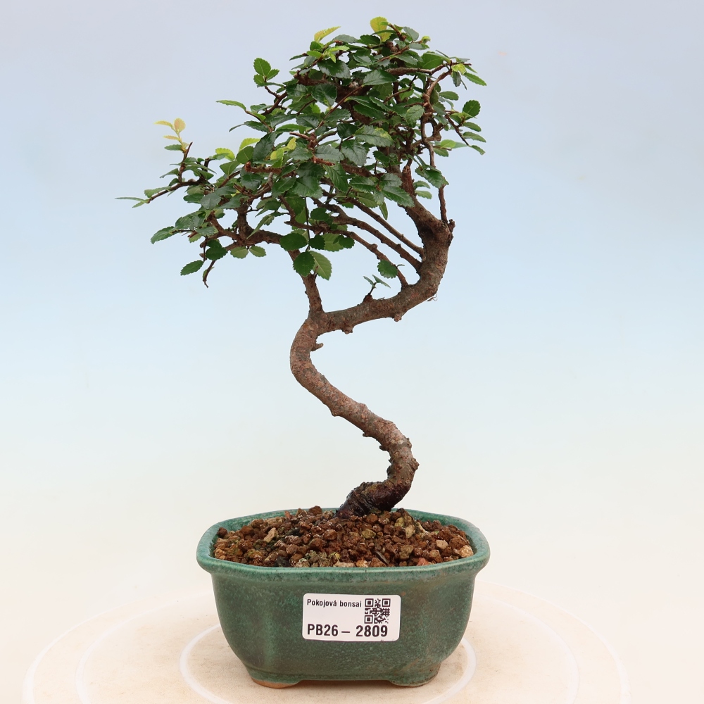Szobai bonsai - Ulmus parvifolia - Kislevelű szilfa