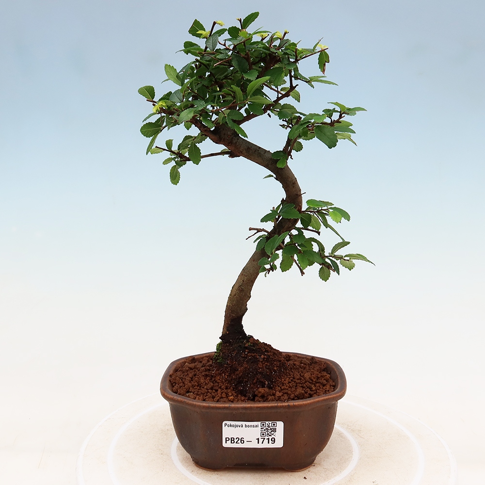Szobai bonsai - Ulmus parvifolia - Kislevelű szilfa