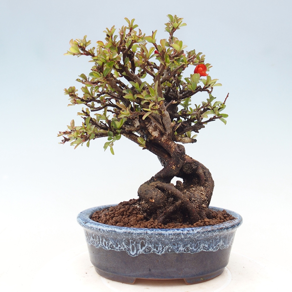 Kültéri bonsai - Chaneomeles speciosa - birs
