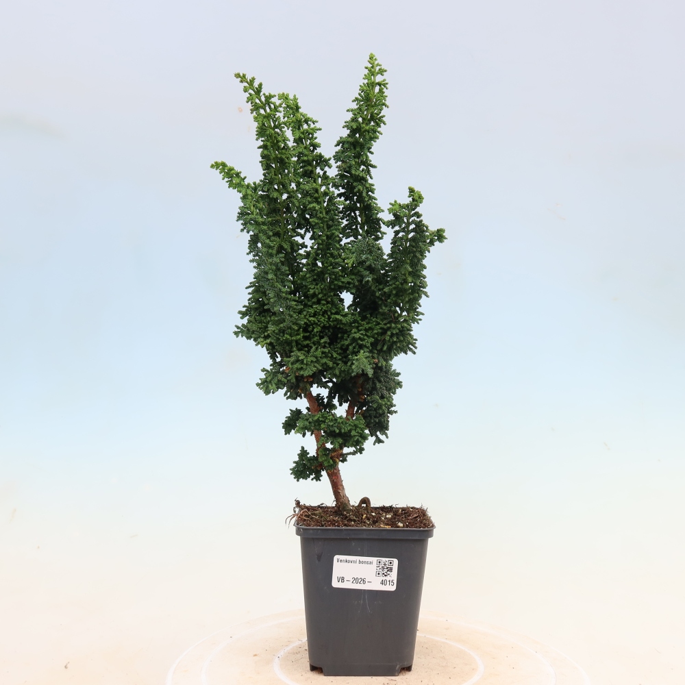 Kültéri bonsai - Cham. obtusa SEKKA HINOKI - Cifra ciprus