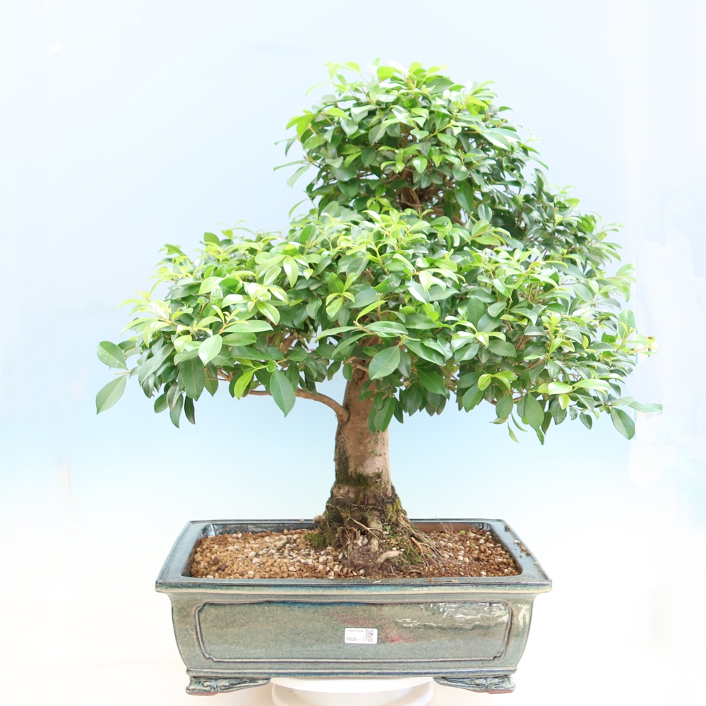 Szobai bonsai - Ausztrál cseresznye - Eugenia uniflora
