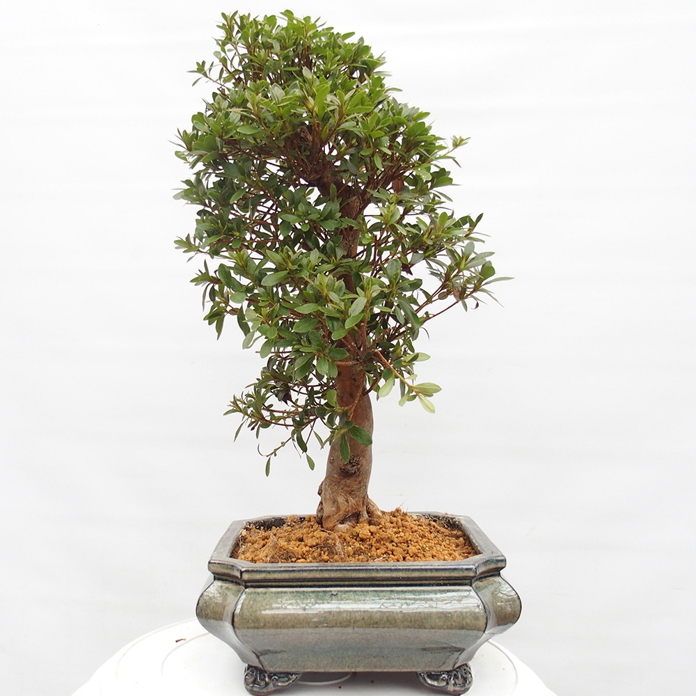 Kültéri bonsai - Japán azálea - Azalea satsuki