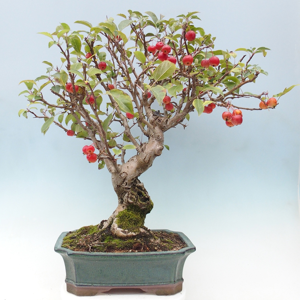 Kültéri bonsai -Malus halliana - Kis gyümölcsű almafa
