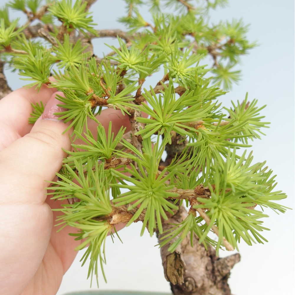 Kültéri bonsai -Larix decidua - vörösfenyő - Csak raklapon szállítható