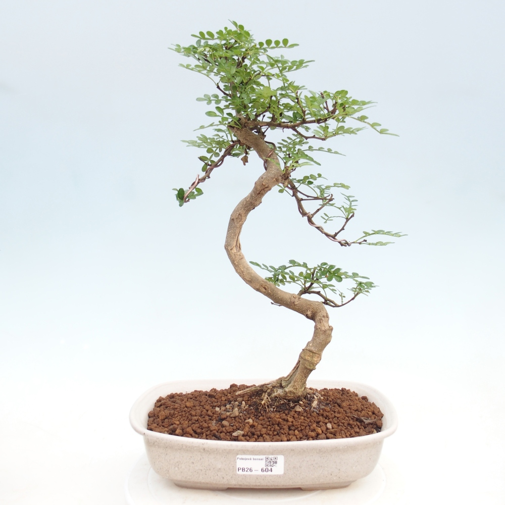Szobai bonsai - Zantoxylum piperitum - borsfa