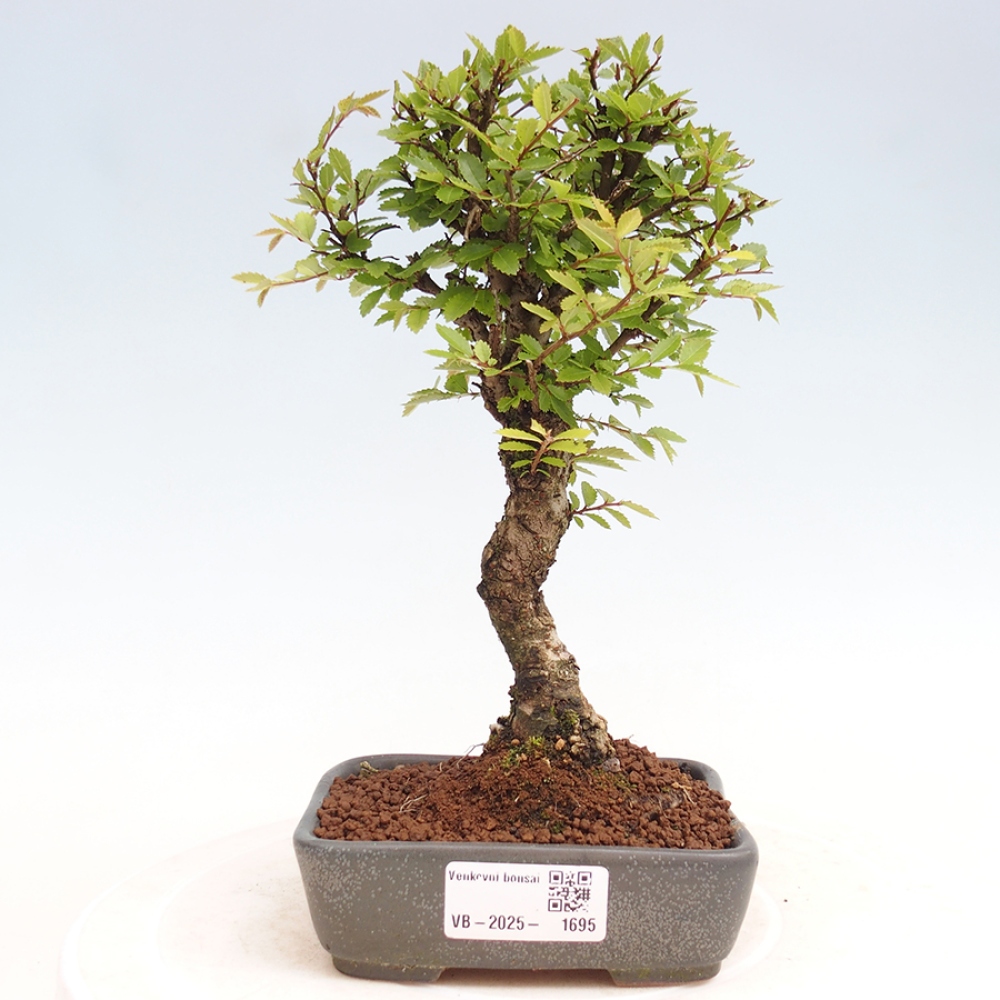 Kültéri bonsai - Zelkova - Zelkova NIRE
