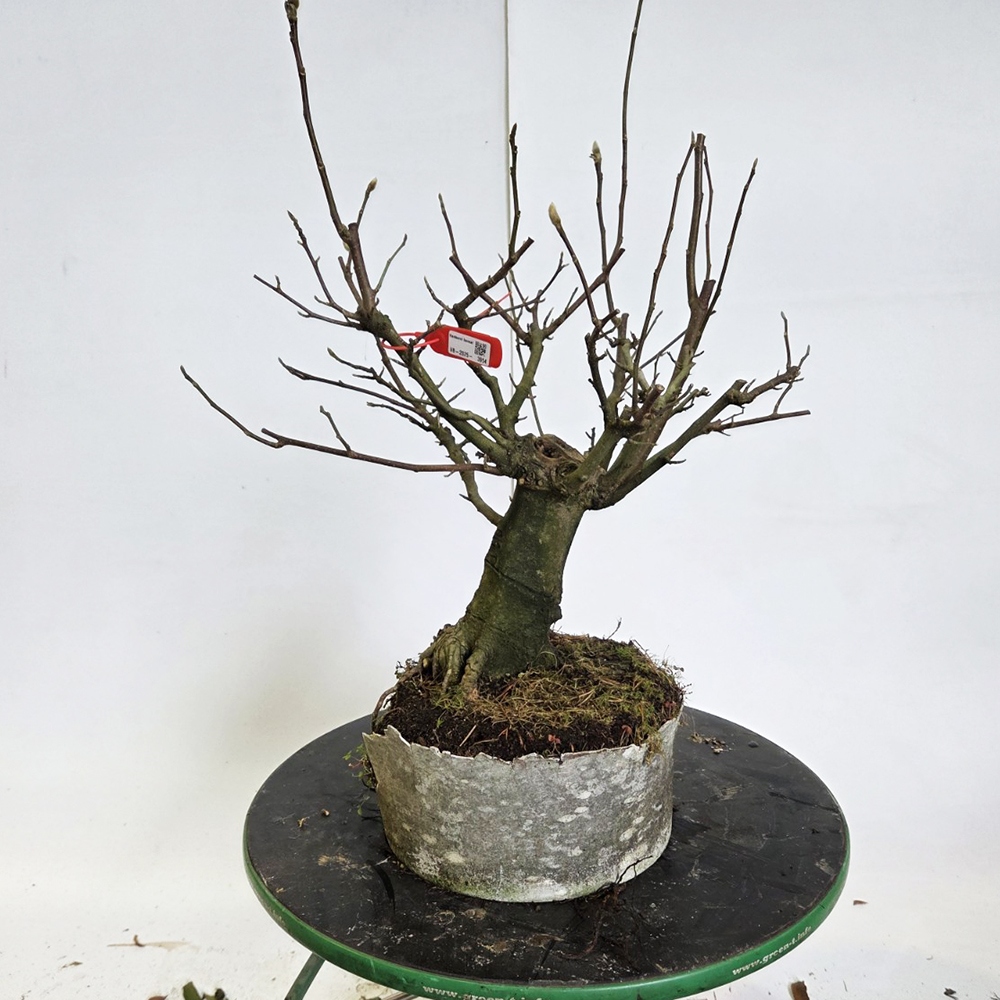 Kültéri bonsai - magnólia - Šácholan