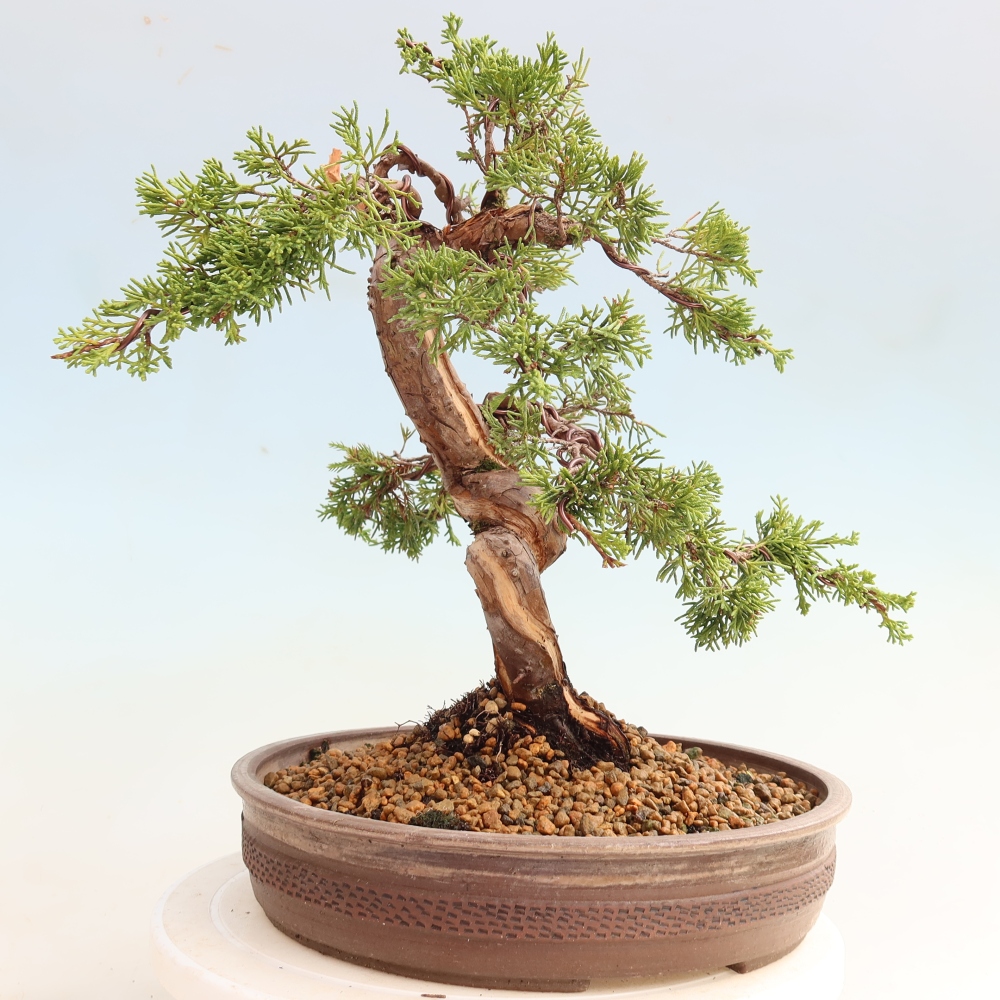 Kültéri bonsai - Juniperus chinensis Itoigawa-Juniperus chinensis