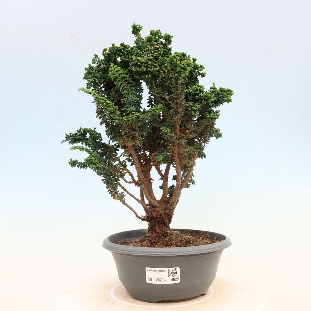 Kültéri bonsai - Cham. obtusa SEKKA HINOKI - Cifra ciprus