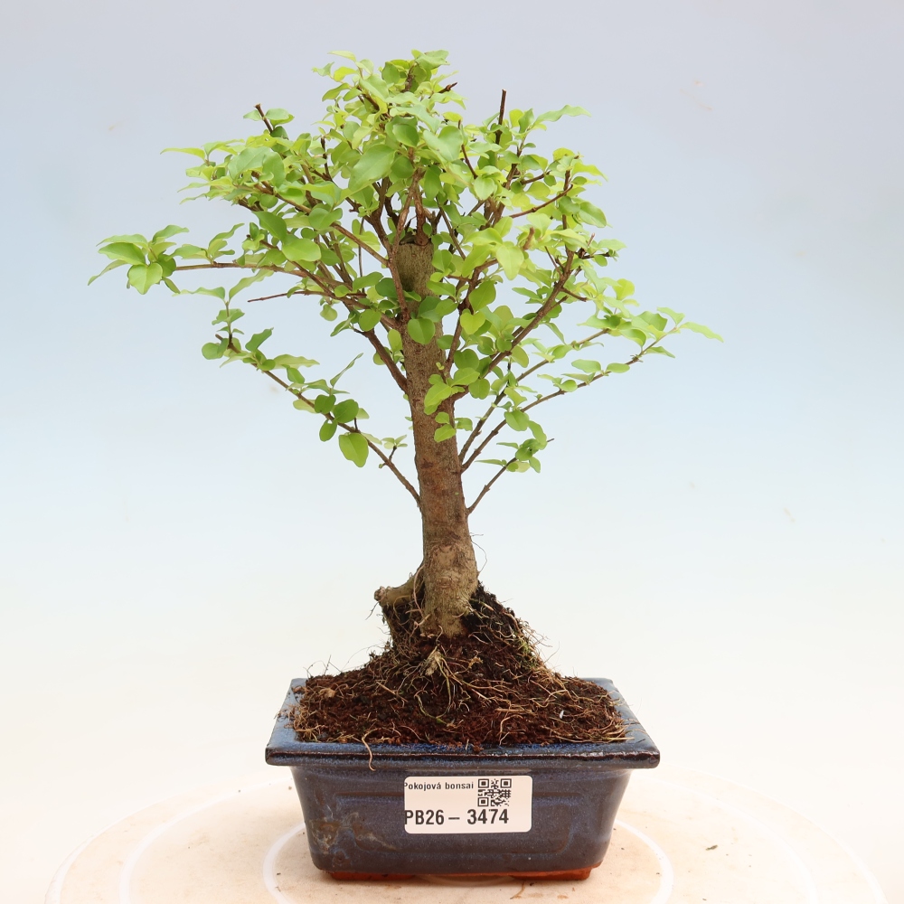 Szobai bonsai -Ligustrum chinensis - Madárcsőr