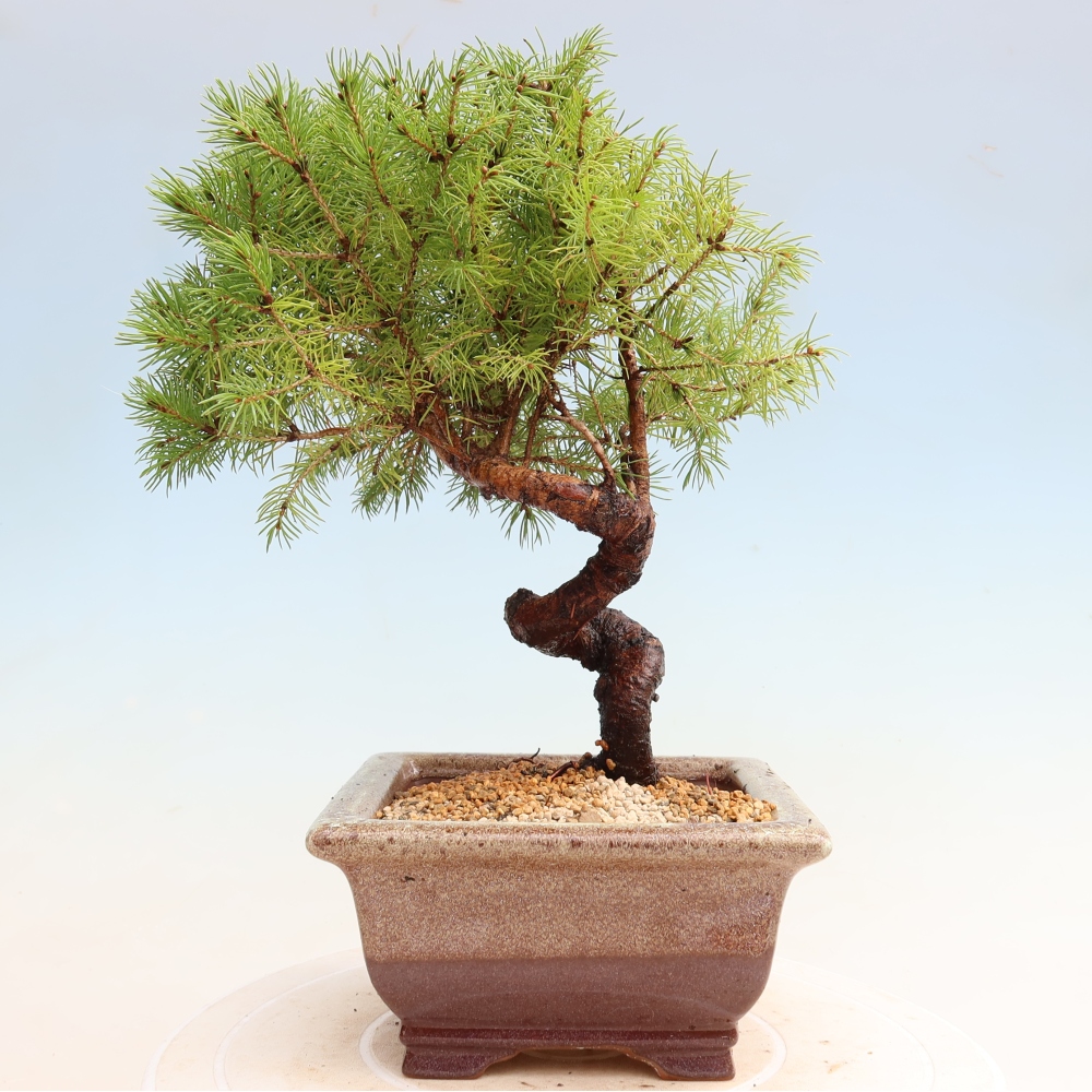 Kültéri bonsai – Szürke lucfenyő – Picea glauca globe