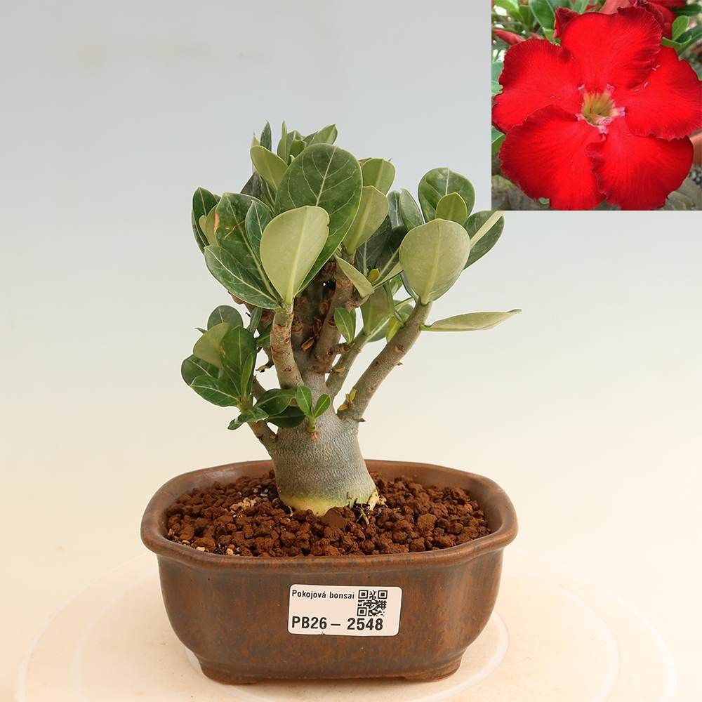 Szobabonsai – Adenium obesum Red Star – Sivatagi rózsa