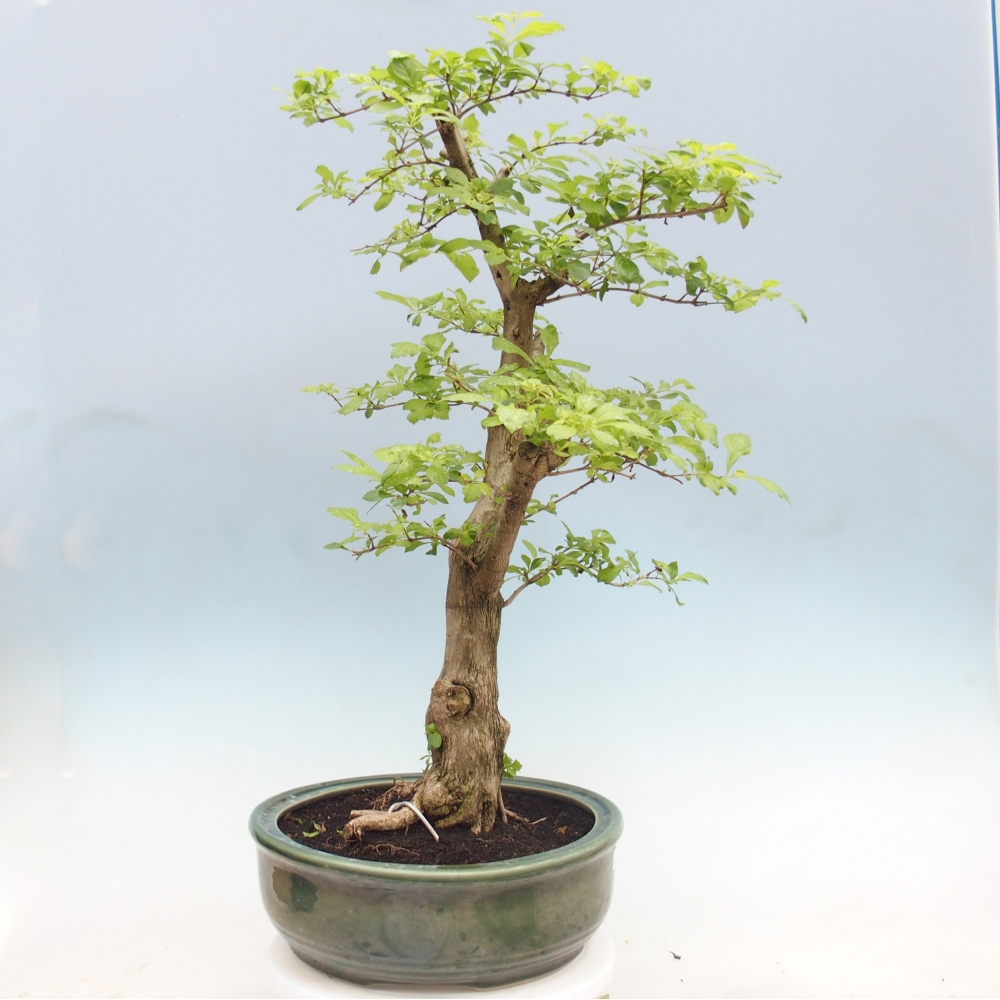 Szobai bonsai - Duranta erecta Aurea - CSAK SZEMÉLYES Begyűjtés vagy raklapos szállítás