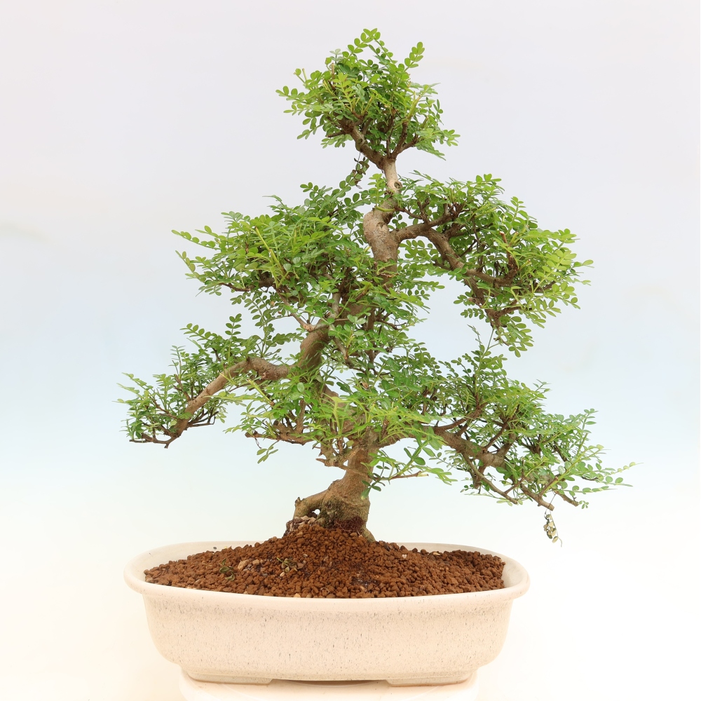 Szobai bonsai - Zantoxylum piperitum - borsfa