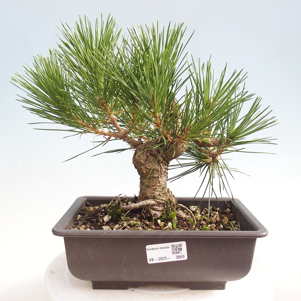 Kültéri bonsai - Pinus thunbergii - Thunberg fenyő