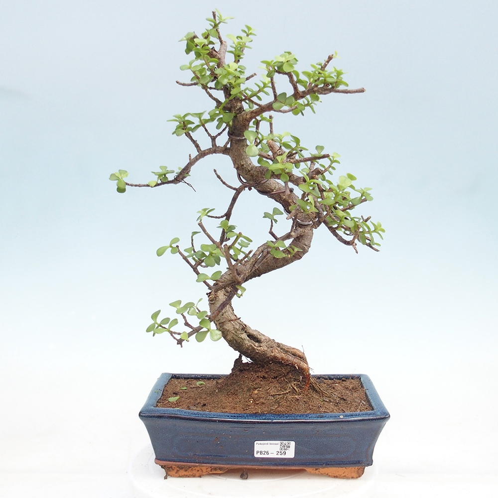 Szoba bonsai - Portulakaria Afra - Tlustice