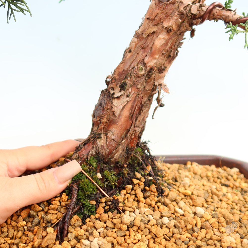 Kültéri bonsai - Juniperus chinensis Kishu