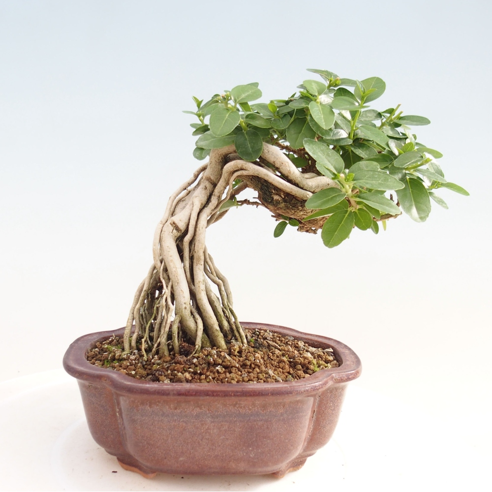 Beltéri bonsai - Premna serratifolia - Kozlovna malolista