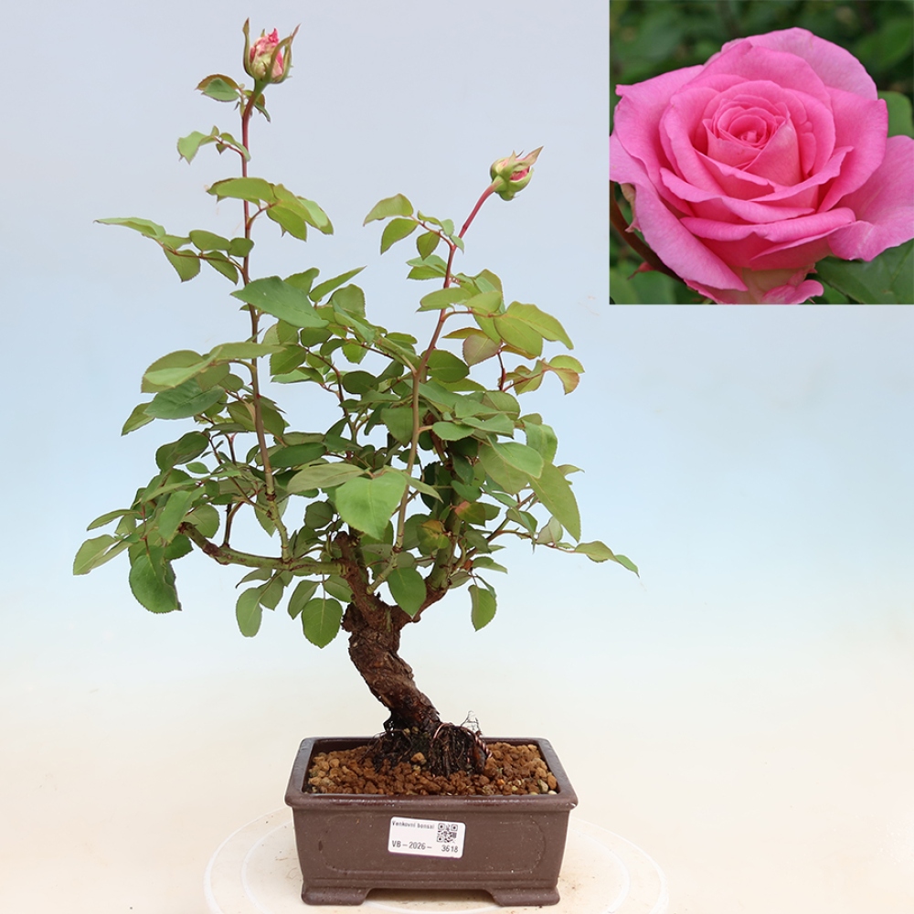 Kültéri bonsai - Rosa Kordes - rózsa