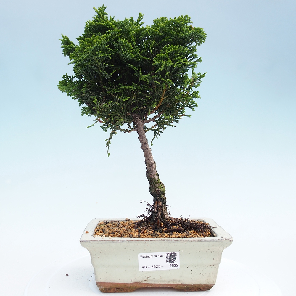 Kültéri bonsai - Cham.pis obtusa Nana Gracilis - ciprus