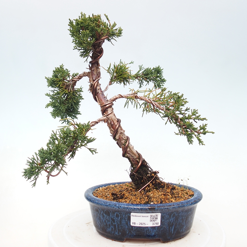 Kültéri bonsai - Juniperus chinensis Kishu