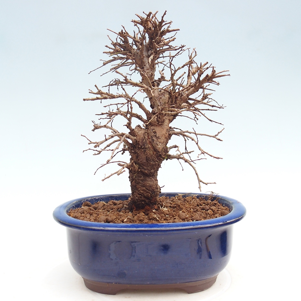 Kültéri bonsai - Zelkova - Zelkova NIRE