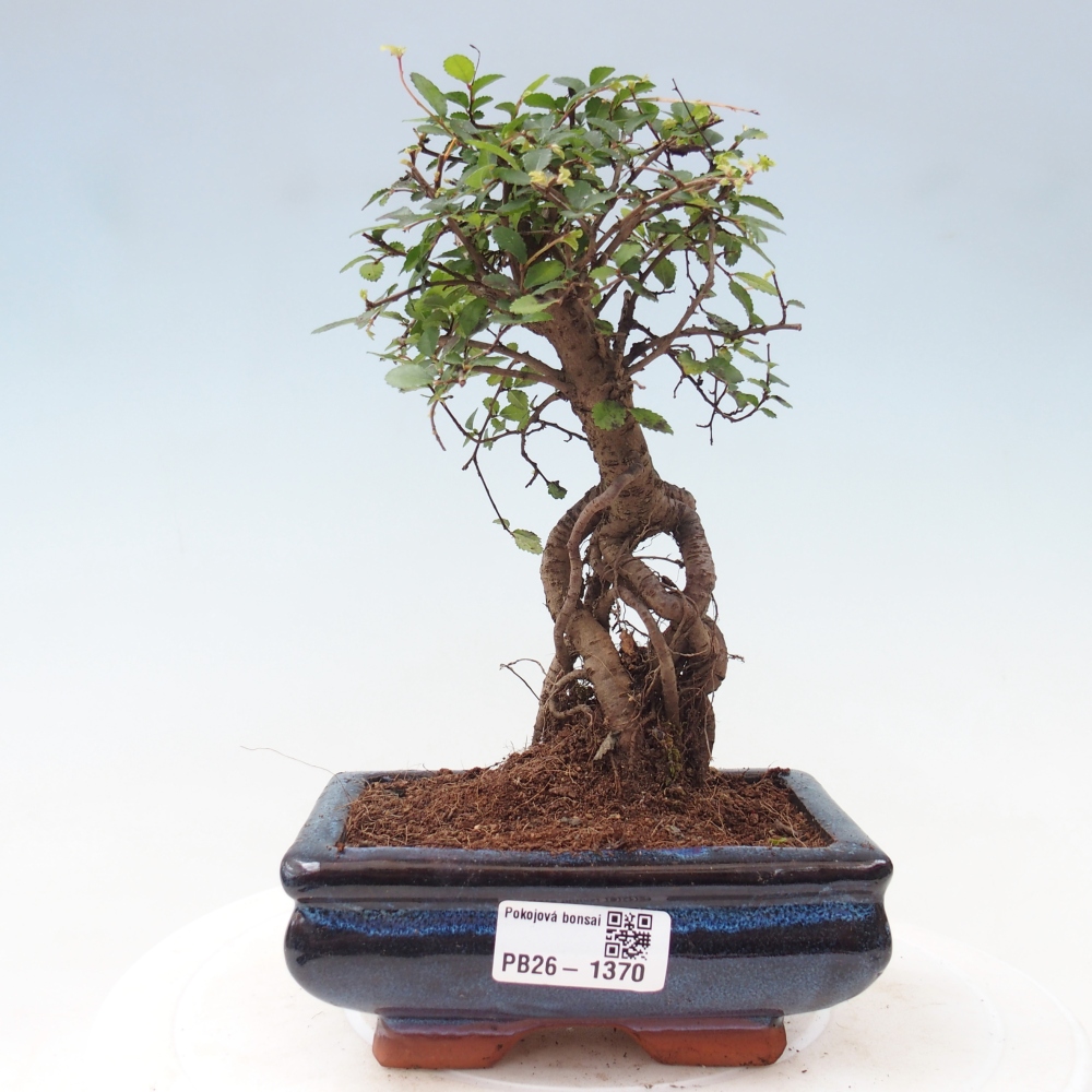 Szobai bonsai - Ulmus parvifolia - Kislevelű szilfa