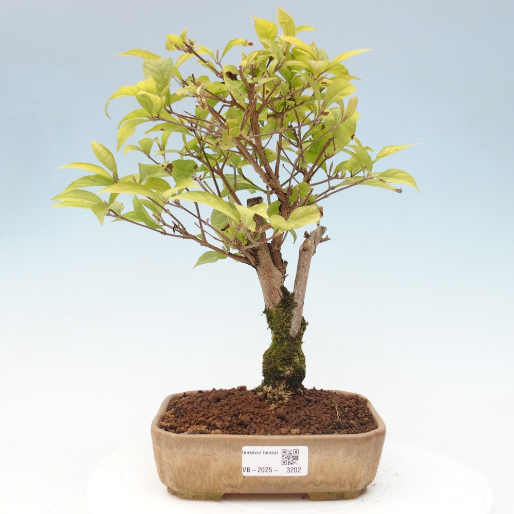 Kültéri bonsai - Callicarpa japonica
