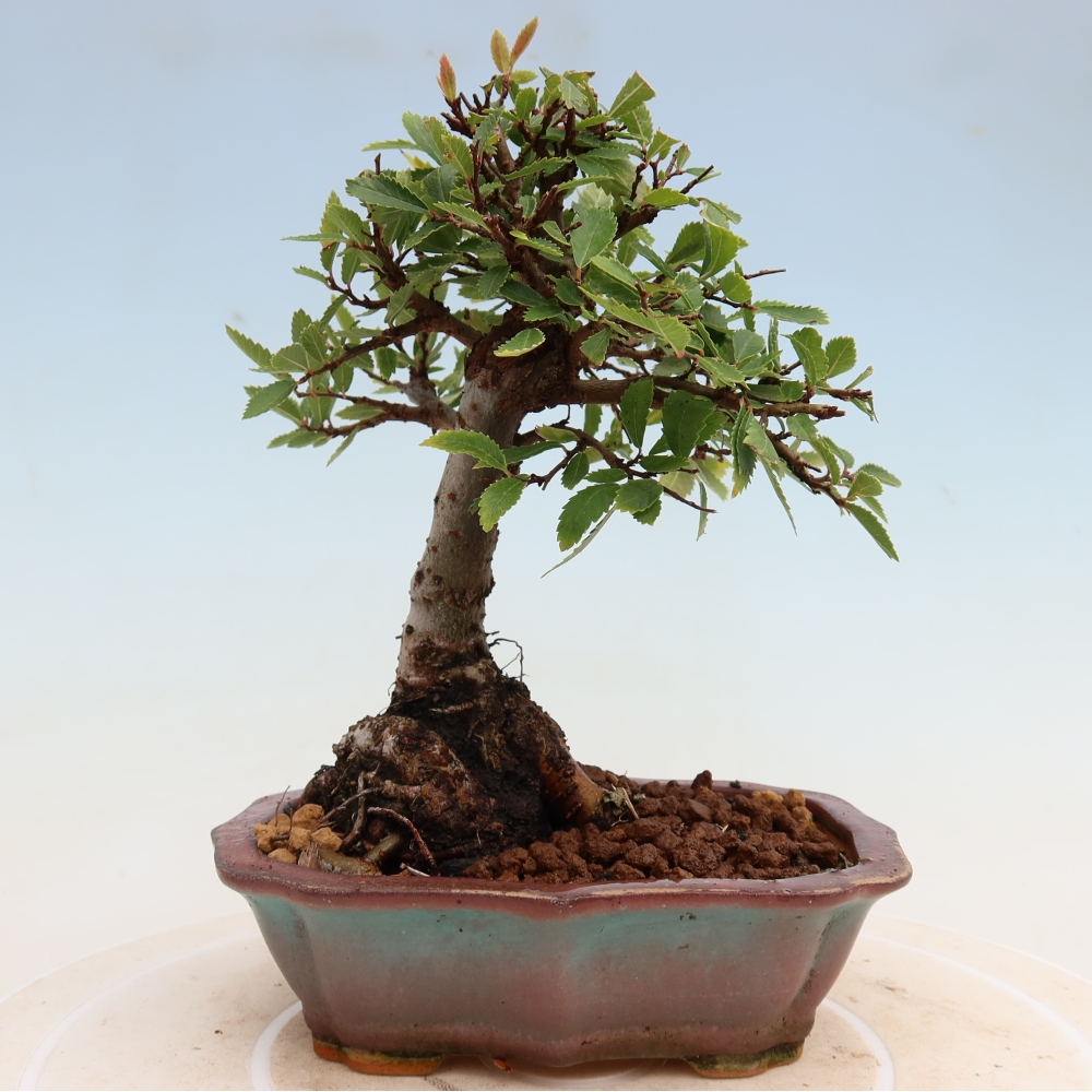 Kültéri bonsai - Zelkova - Zelkova NIRE