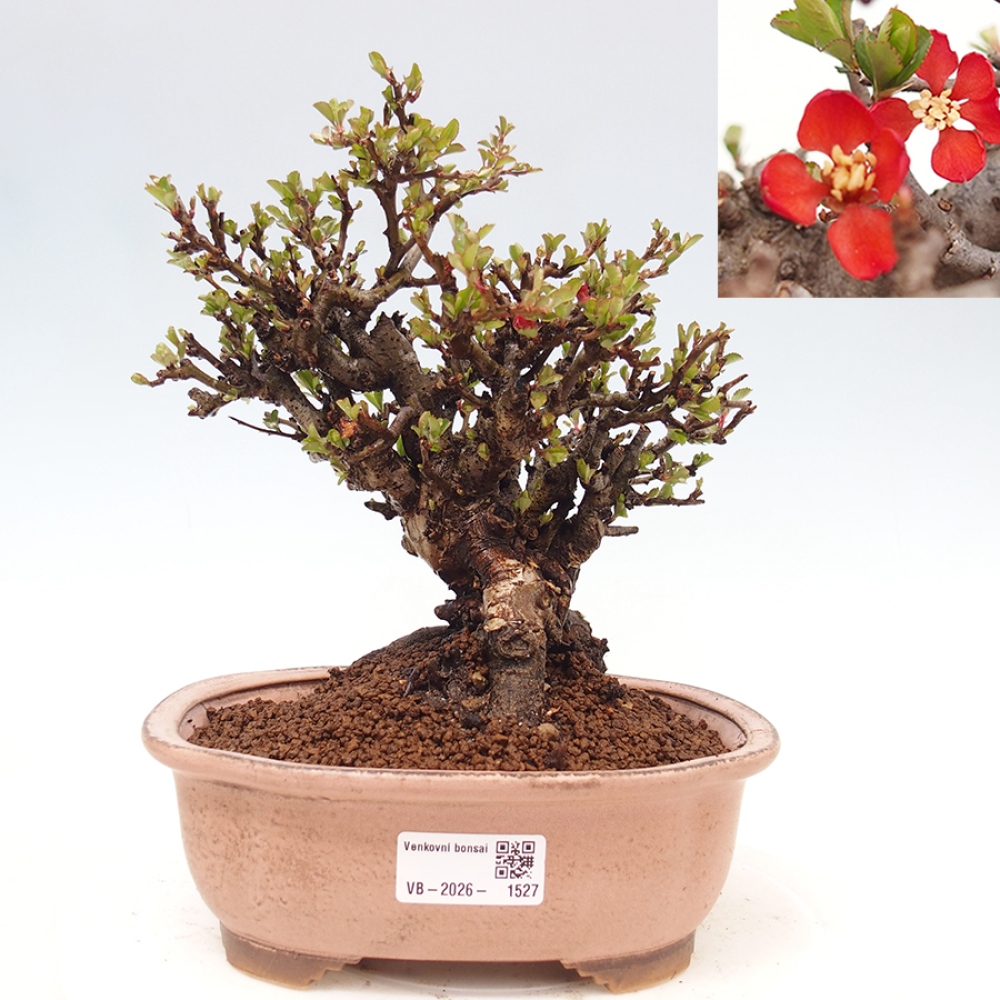 Kültéri bonsai - Chaneomeles speciosa - birs