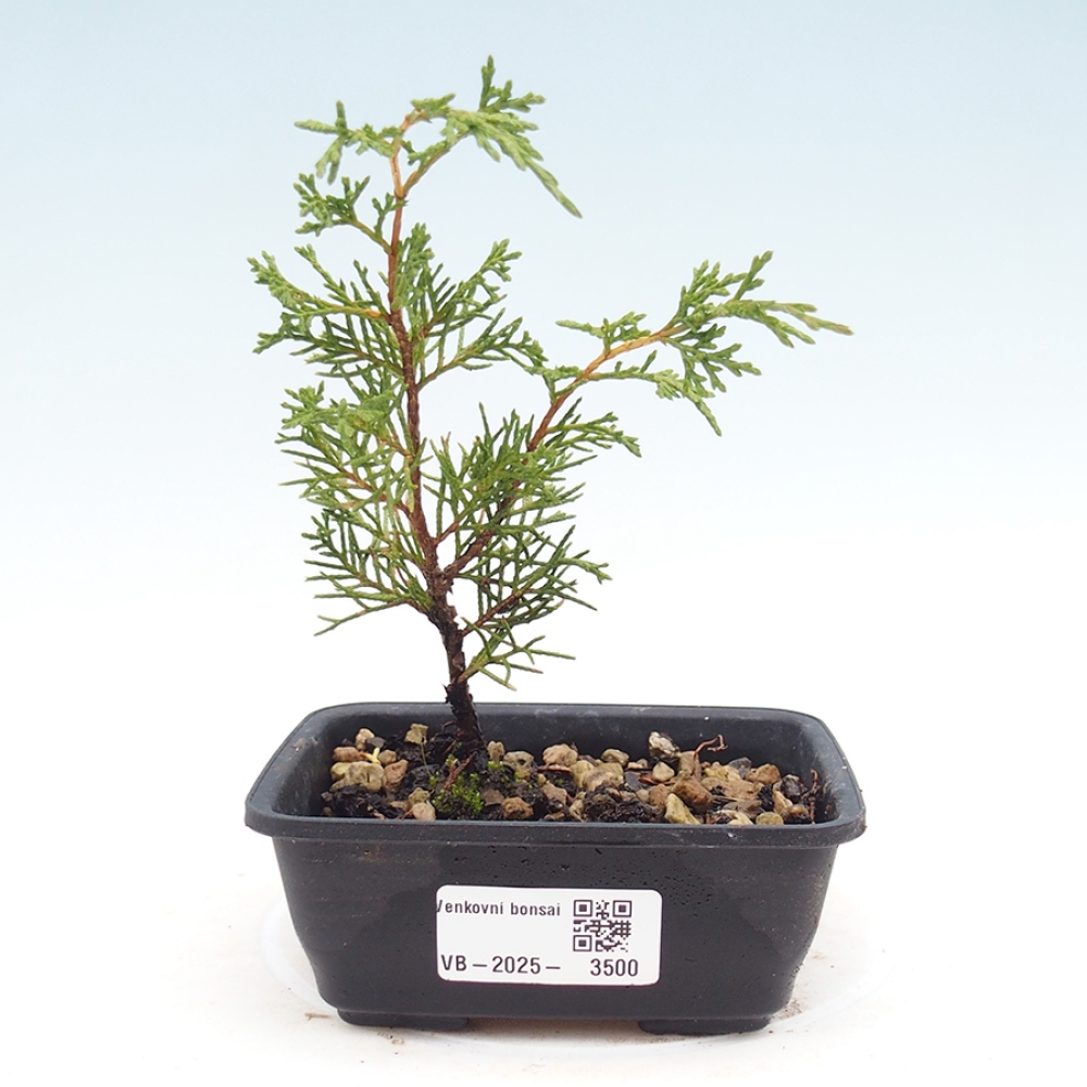 Kültéri bonsai - Juniperus chinensis Itoigawa