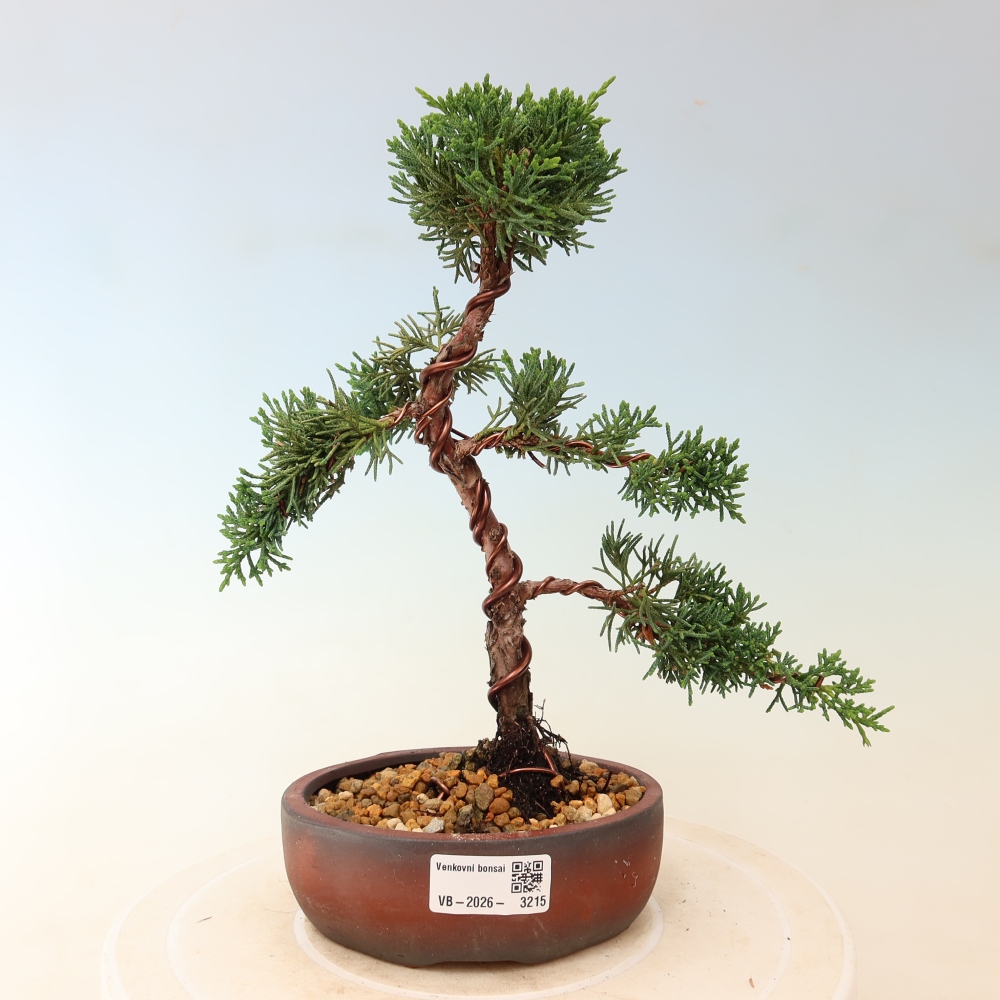 Kültéri bonsai - Juniperus chinensis Kishu