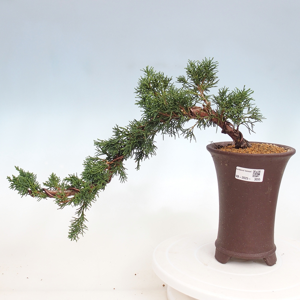 Kültéri bonsai - Juniperus chinensis Kishu