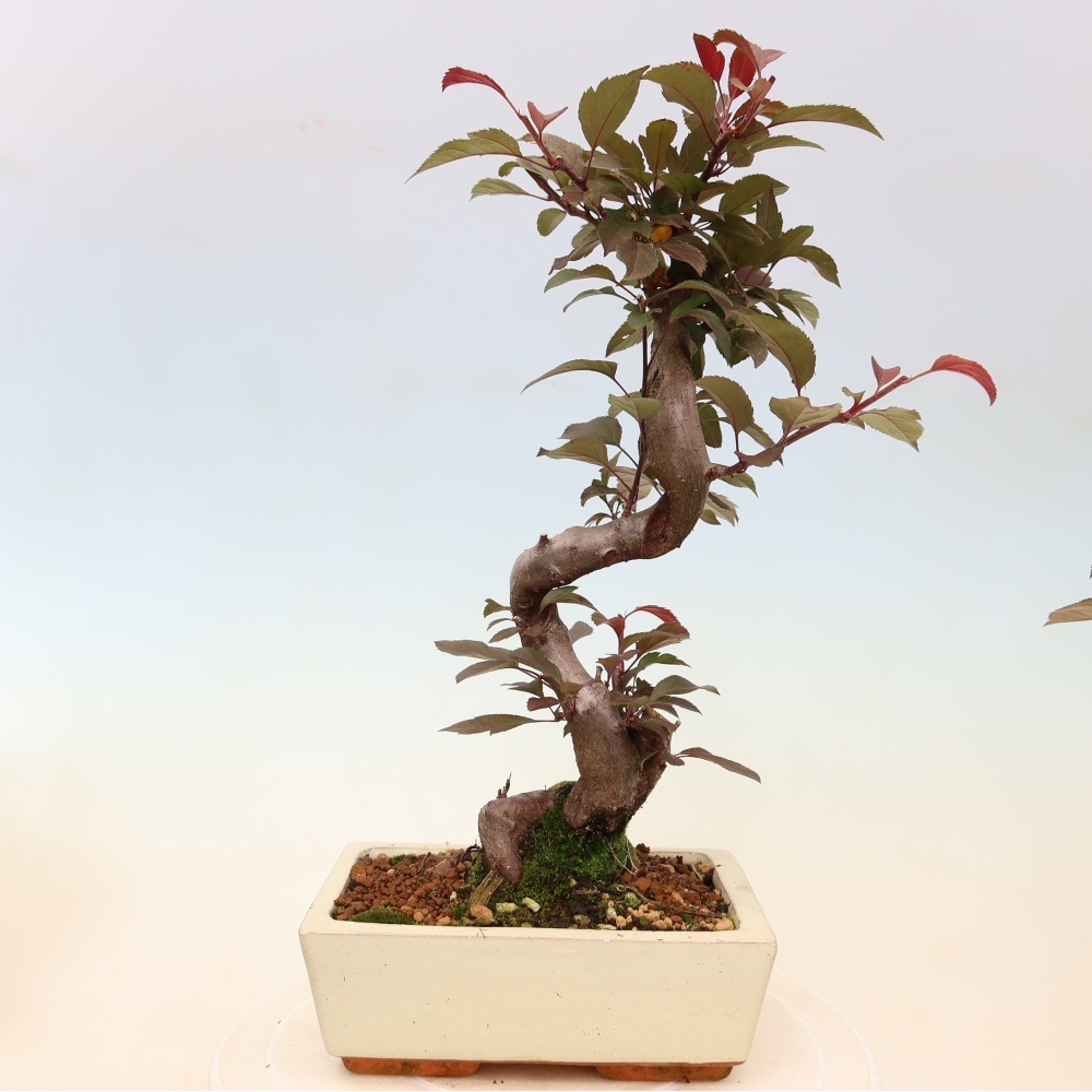 Kültéri bonsai -Malus domestica - Kis gyümölcsű piros levelű almafa