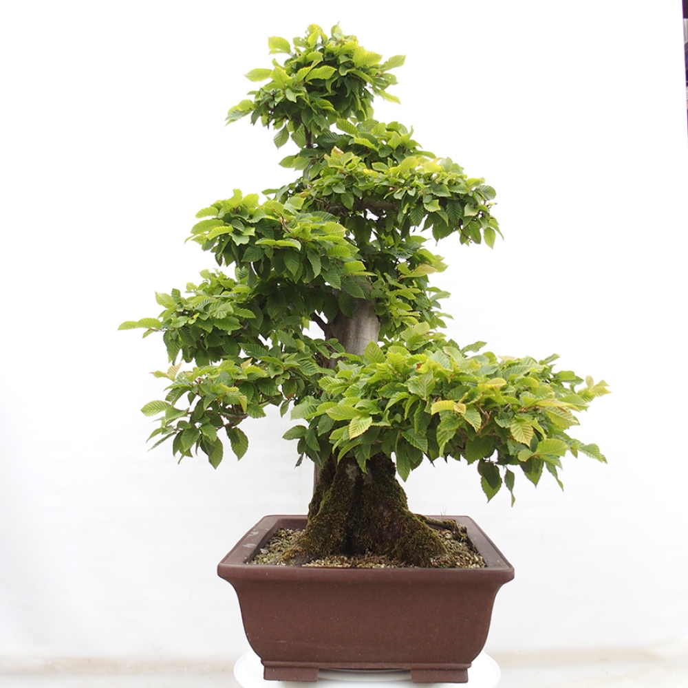 Kültéri bonsai - gyertyán - Carpinus betulus