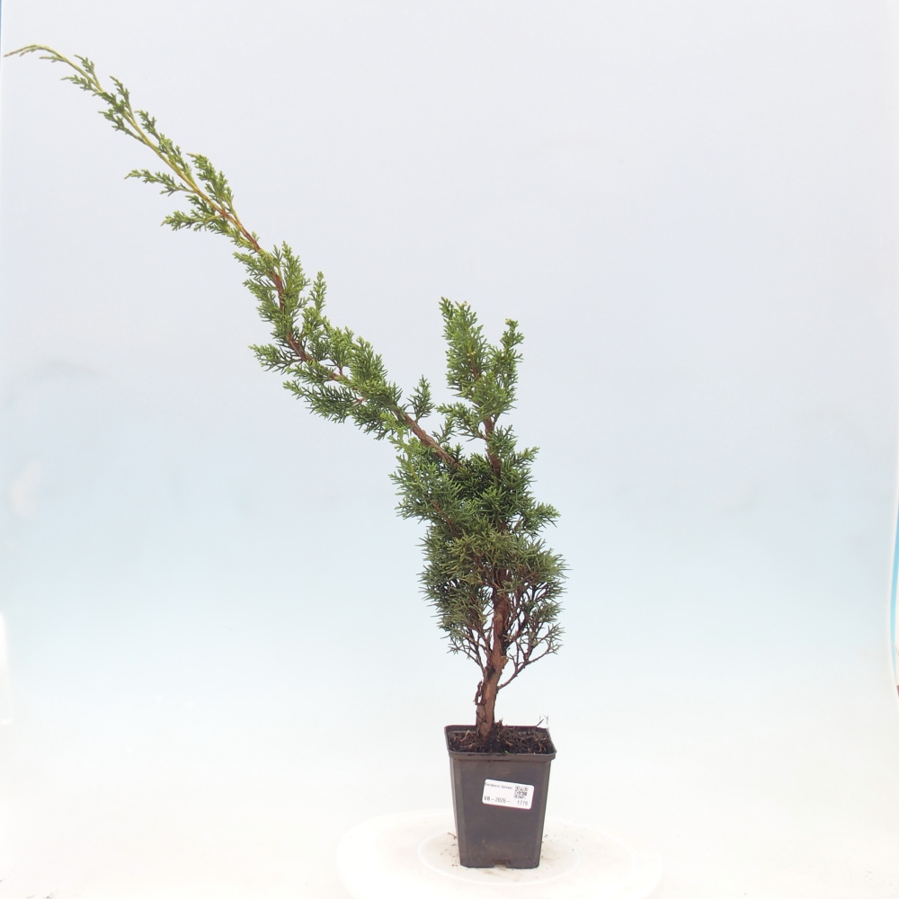 Kültéri bonsai - Juniperus chinensis Kishu