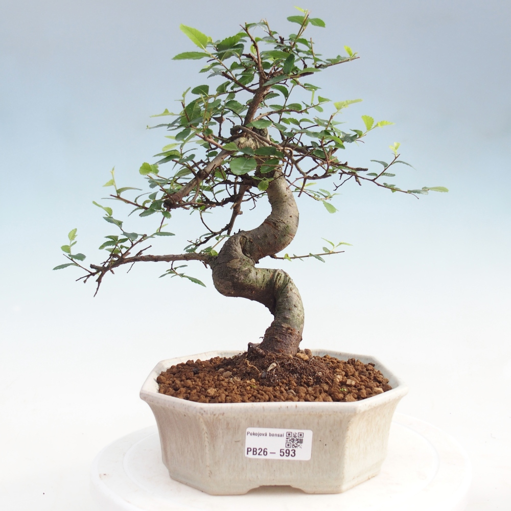 Szobai bonsai - Ulmus parvifolia - Kislevelű szilfa