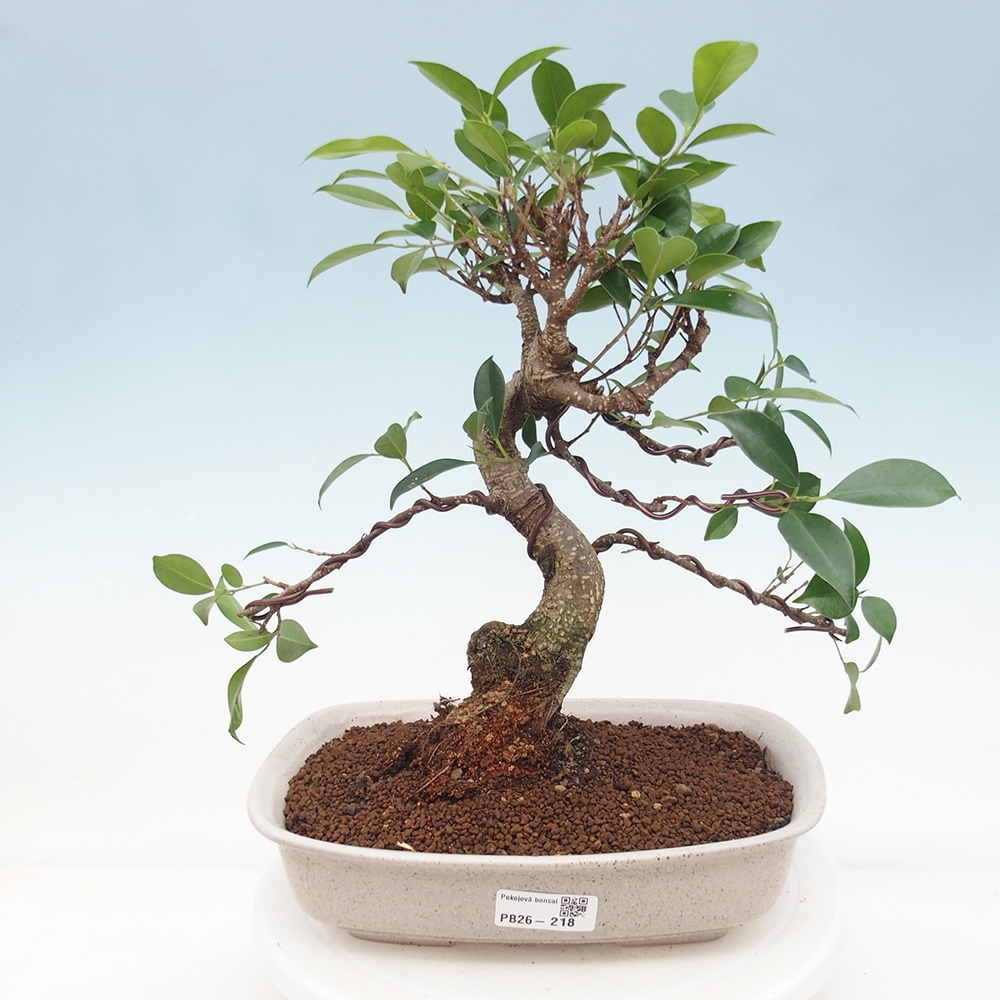Szobai bonsai - Ficus retusa - kislevelű fikusz