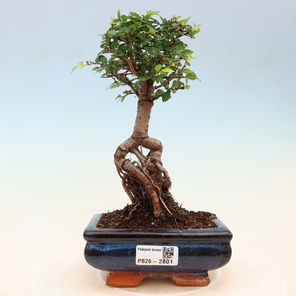 Szobai bonsai - Ulmus parvifolia - Kislevelű szilfa