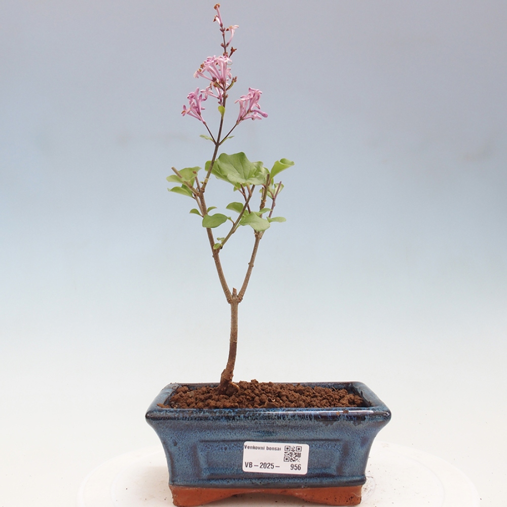 Kültéri bonsai - Syringa Meyeri Palibin - Meyer's Lilac