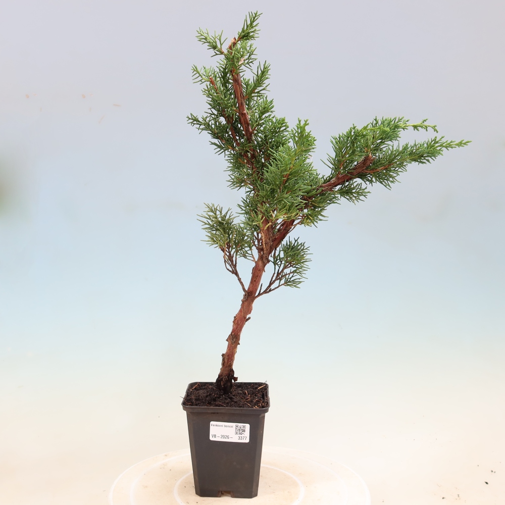 Kültéri bonsai - Juniperus chinensis Kishu
