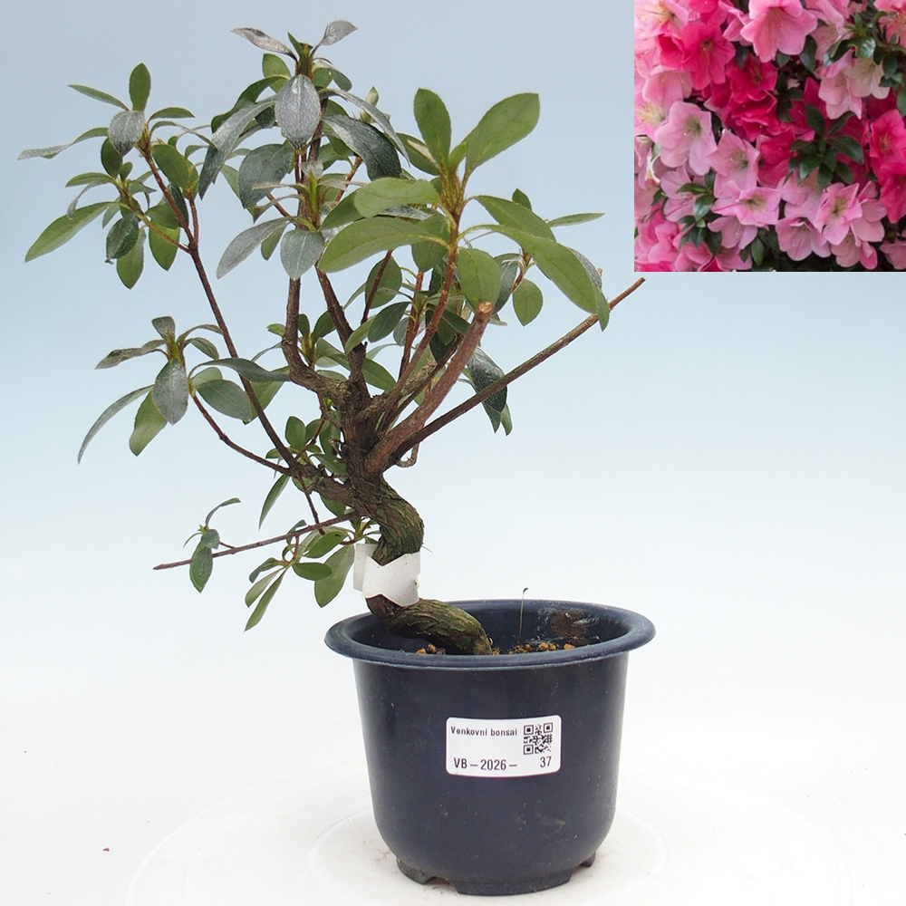 Kültéri bonsai - Japán azálea - Azalea Saien