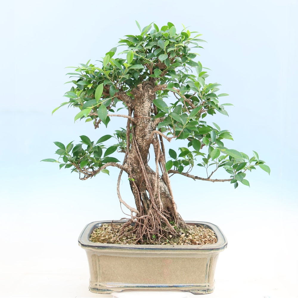 Szobai bonsai - Ficus kimmen - kislevelű fikusz