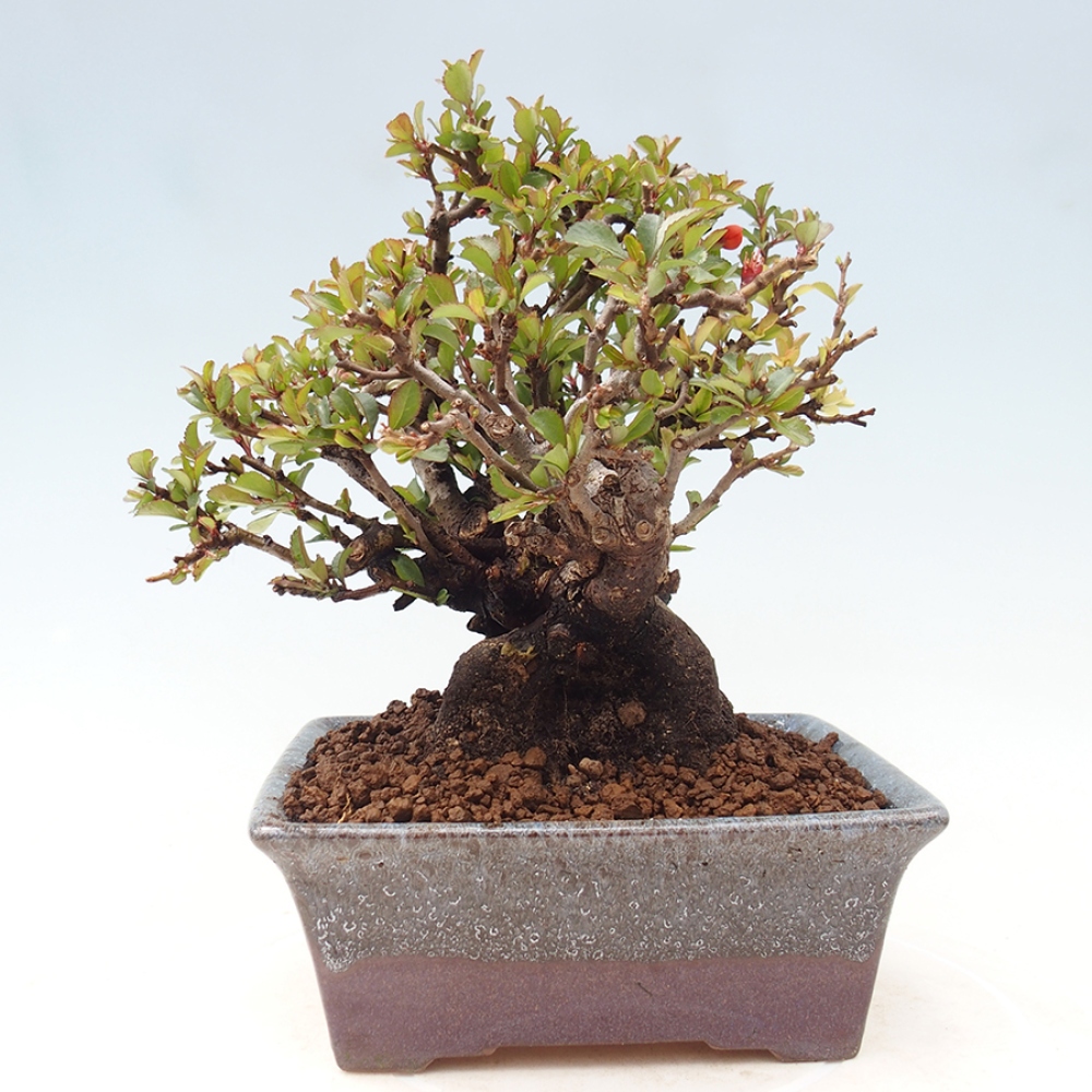 Kültéri bonsai - Chaneomeles speciosa - birs