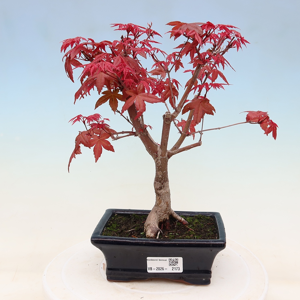 Kültéri bonsai - Acer palmatum DESHOJO